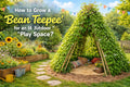 How to grow a Bean Teepee for an outdoor play space?