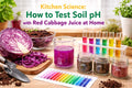 Kitchen Science: How to Test Soil pH with Red Cabbage Juice at Home