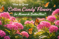 How to grow Cotton Candy flowers for Monarch butterflies?